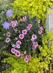 Plant name: Raspberry Surprise Dianthus Dianthus   cv. Raspberry Surprise